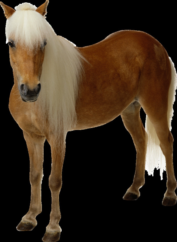 棕色白发的马免抠png透明图层素材