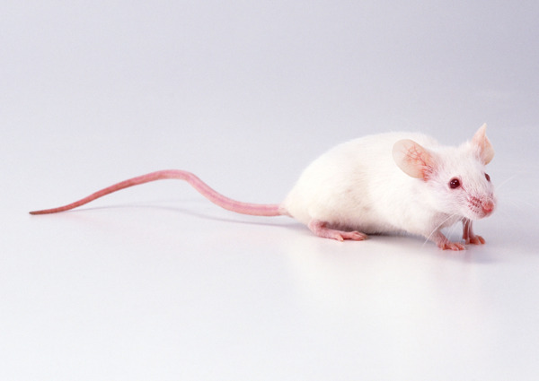 小动物动物世界老鼠小老鼠白老鼠试验品