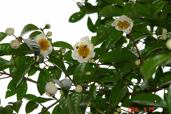 古茶树普洱茶古茶枝干茶花图片