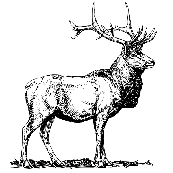素描绘画站立的鹿