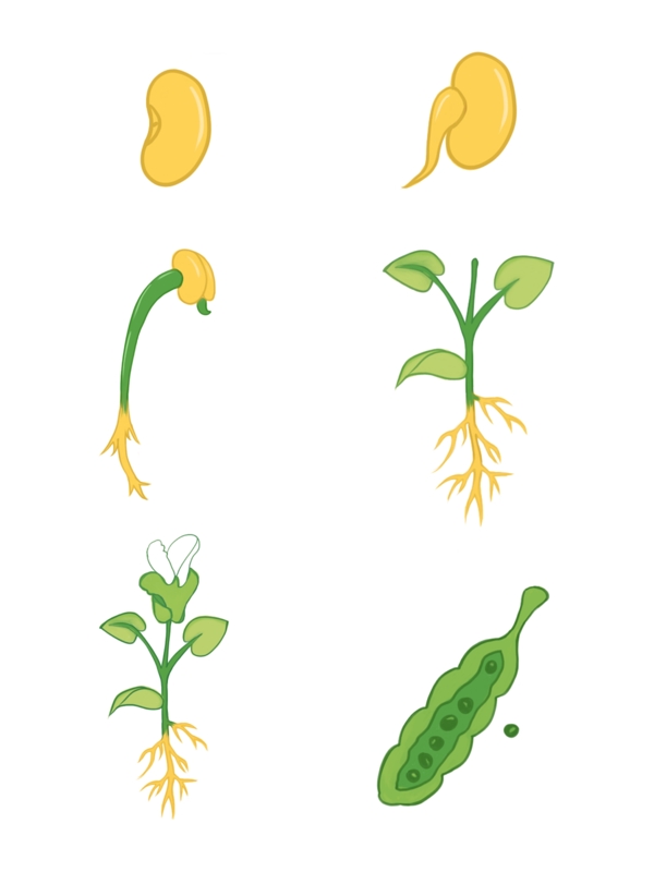 手绘黄豆生长过程
