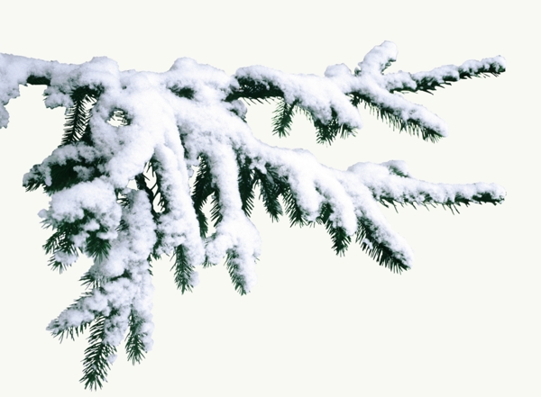 圣诞雪覆盖的松针
