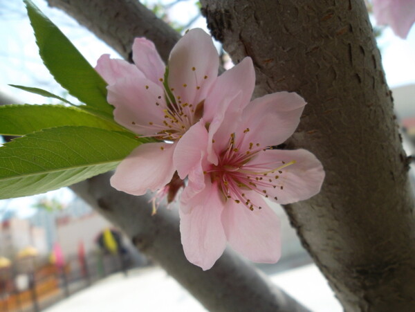 桃花图片