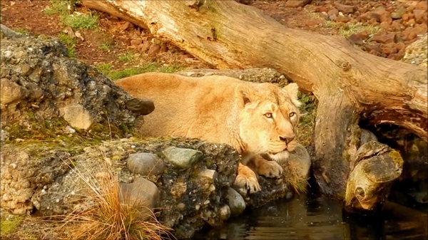狮子河边河水视频