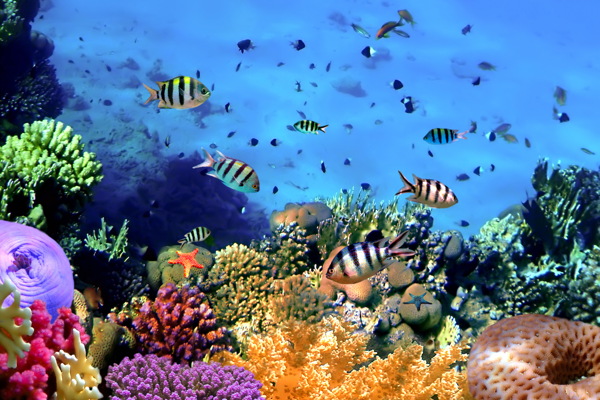 彩色海底世界图片