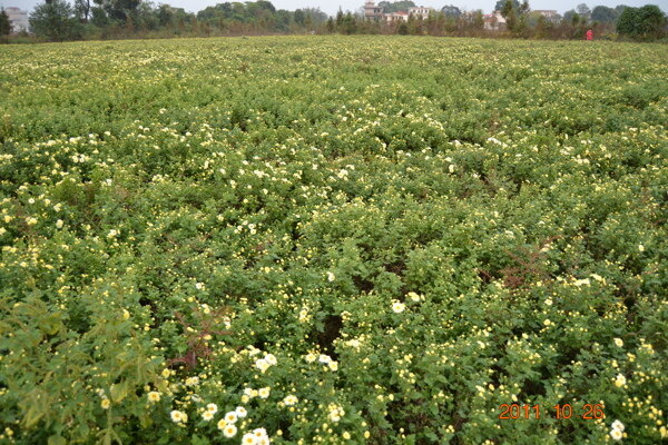 菊花田图片