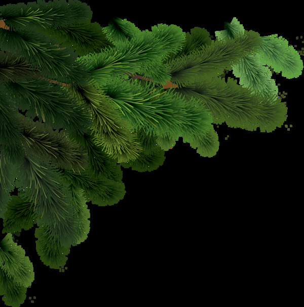 绿色枞树树枝免抠png透明图层素材