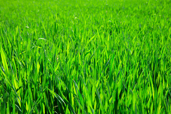 嫩绿的草地背景图片