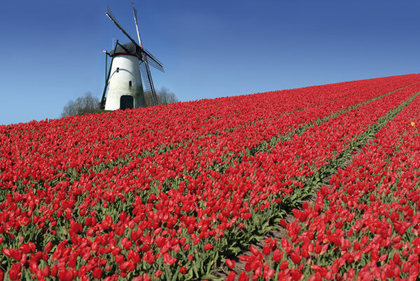荷兰风车与郁金香