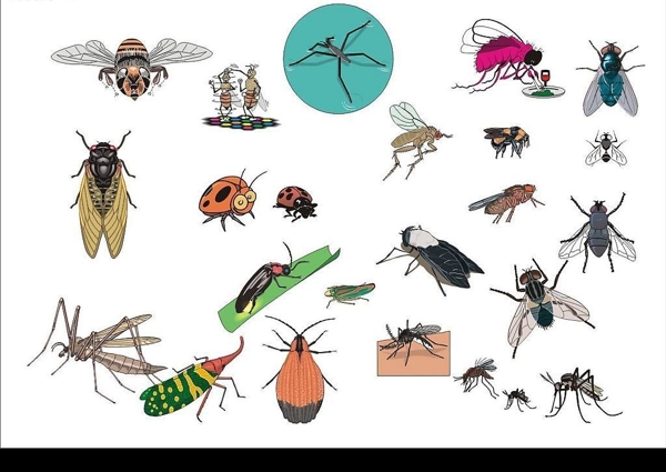 CorelDARW精选矢量图库蚊子苍蝇飞虫图片