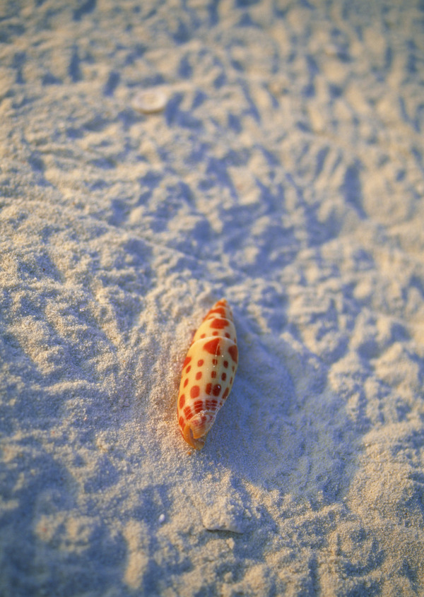 海滩风光贝壳海螺图片