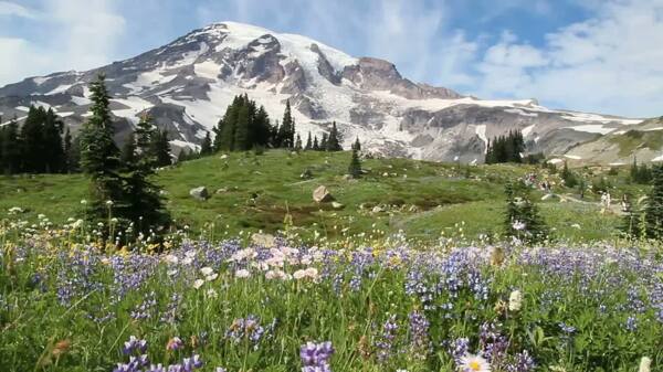 野花MtRainier