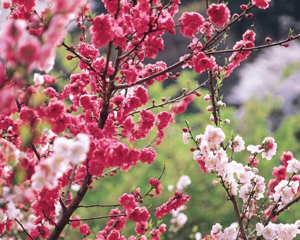 桃花图片