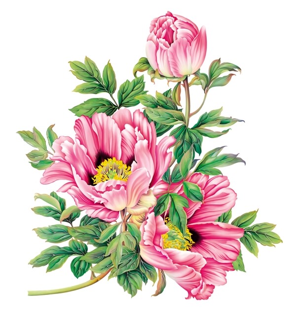 高青牡丹花卉图片