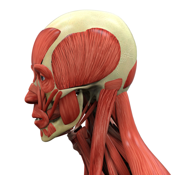 男性头部肌肉组织图片