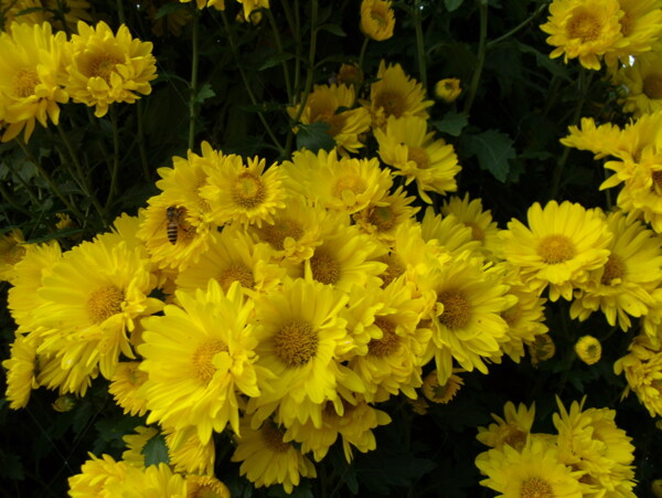 鲜艳黄色小雏菊图片
