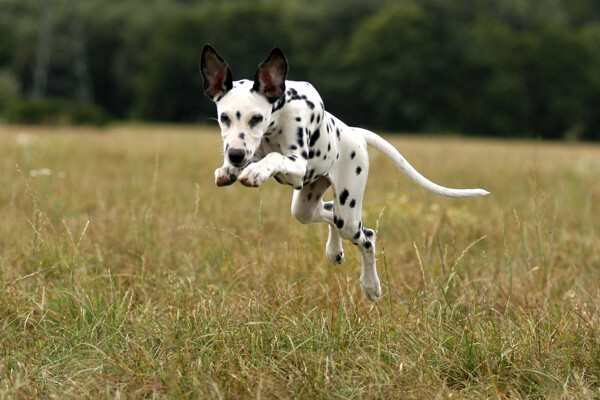 草地上快速奔跑的斑点狗图片