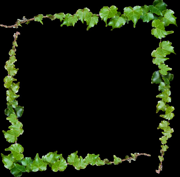 绿色葡萄树树叶边框装饰png元素
