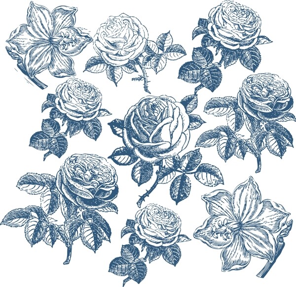 蓝色素描玫瑰花朵矢量素材
