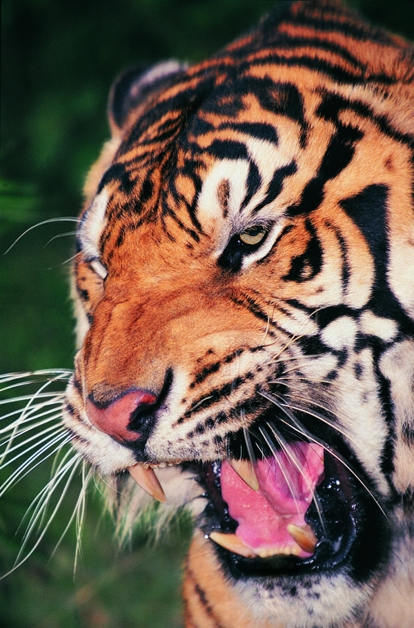 张大嘴巴的老虎