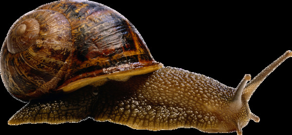 慢慢爬行的蜗牛免抠png透明图层素材