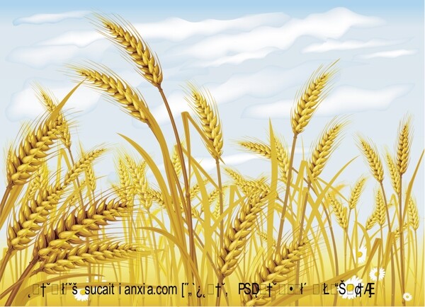 农作物小麦矢量素材