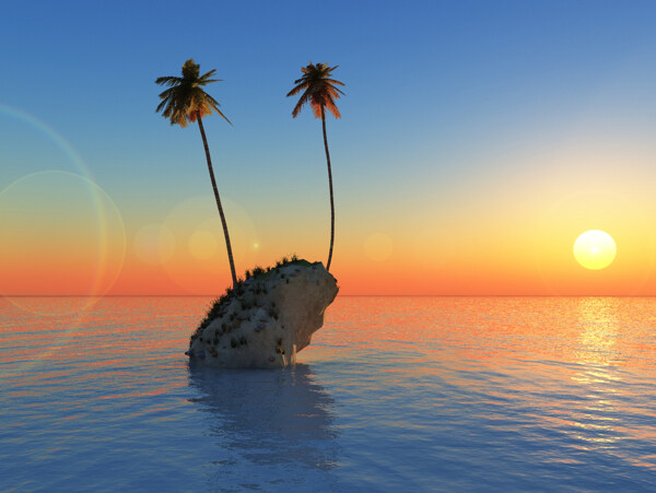 礁石上的椰子树图片
