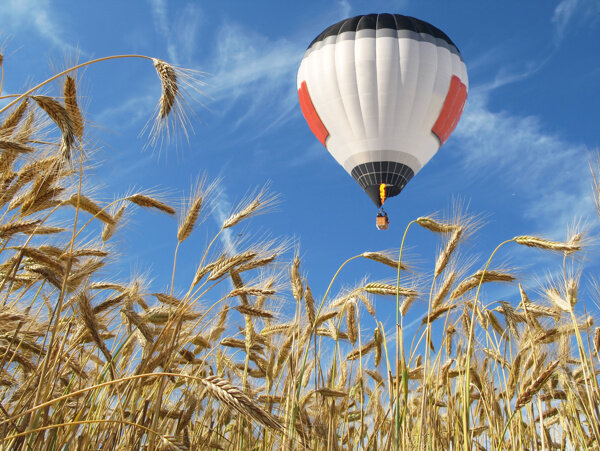 麦穗上方飞翔的热气球