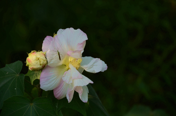 木芙蓉花卉