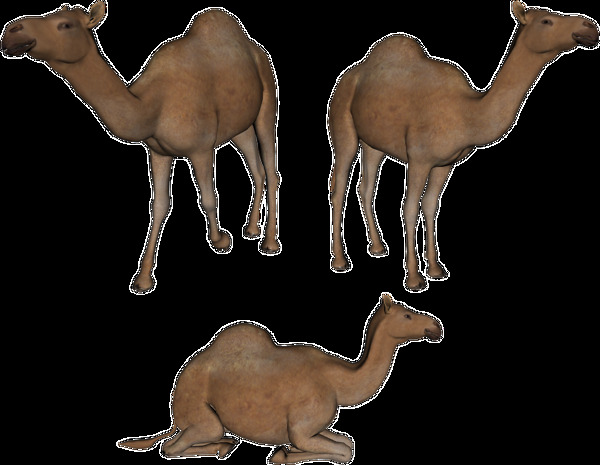 不同姿态骆驼图片免抠png透明图层素材
