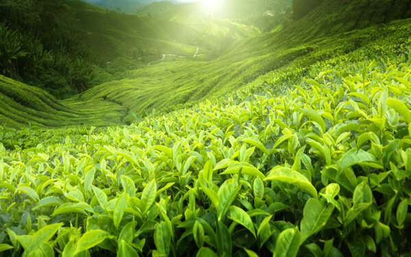 连绵不断的茶叶田地图片