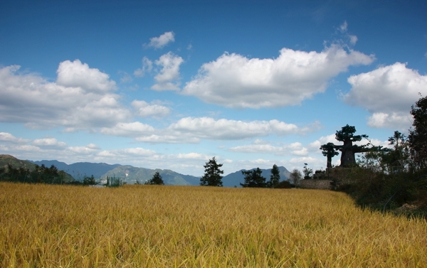 稻花香里说丰年