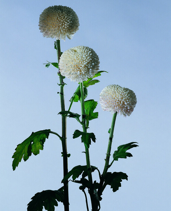 花姿花颜花一束花百花世界花朵花草花蕊花瓣全球首席设计大百科