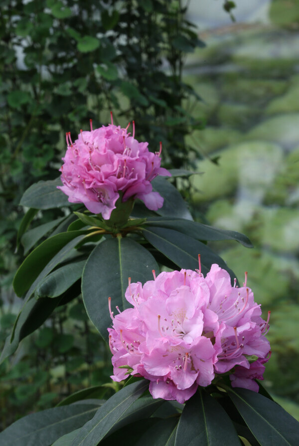 高山杜鹃花