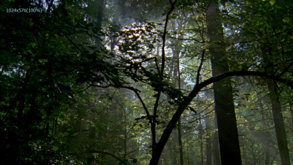 实拍浓密树林高清视频