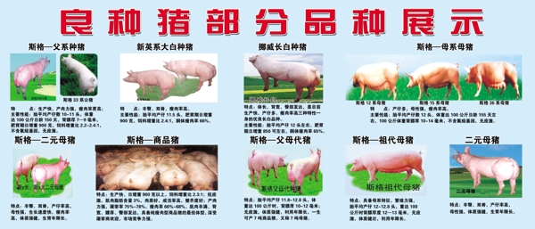 良种猪品种展示