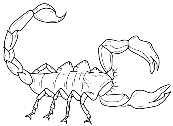 甲虫昆虫矢量素材EPS格式0294