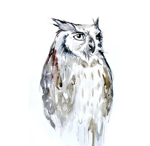 位图艺术效果手绘动物毛头鹰免费素材