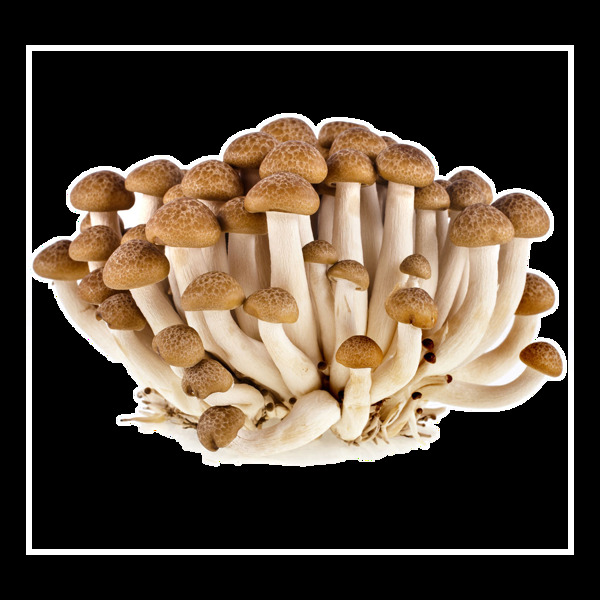 单个小蘑菇菌类元素