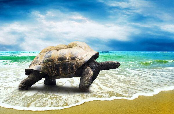沙滩上的海龟图片