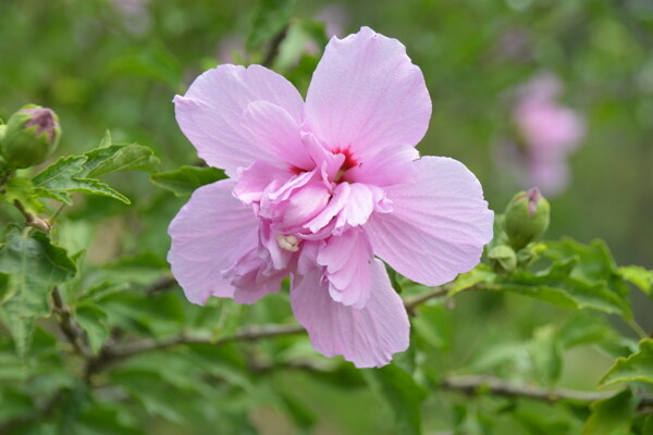 木槿花图片