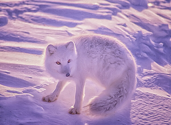 雪里的狐狸