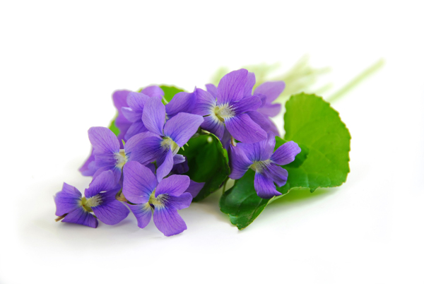 紫罗兰花卉