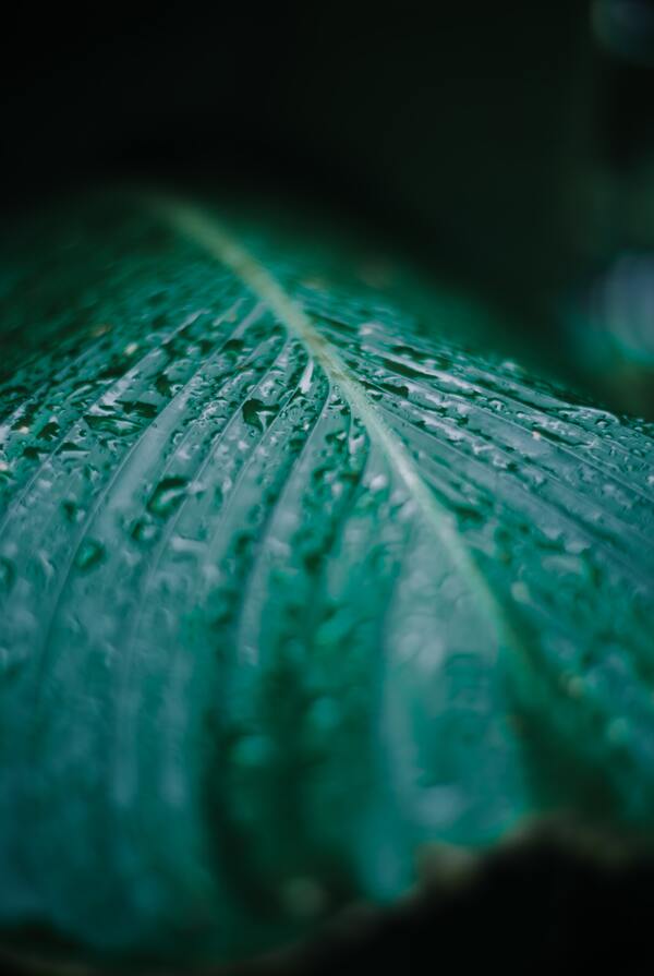 雨打芭蕉