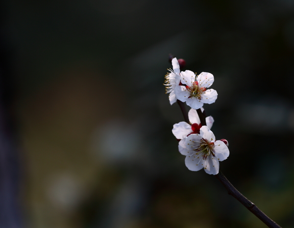 梅花系列图片