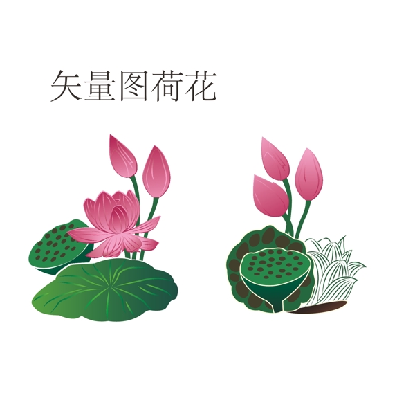 矢量荷花