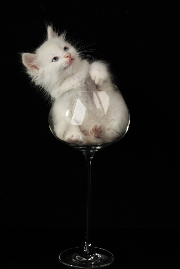 酒杯里抬头看的小猫