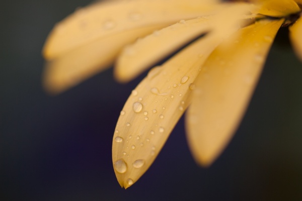 唯美花瓣叶片叶子花朵背景高清图片壁纸