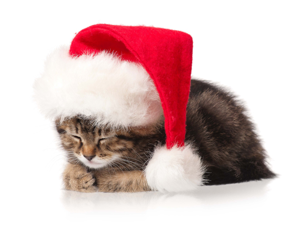 带着圣诞帽子的小猫图片