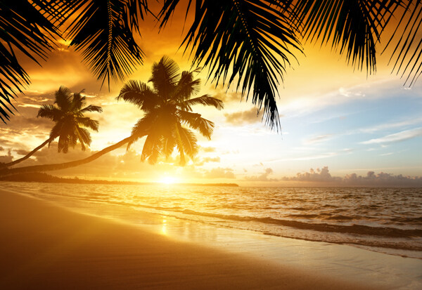 唯美的椰子树海洋风景图片